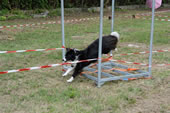 © Heeressportverein Krems-Mautern - Sektion Hundesport