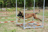 © Heeressportverein Krems-Mautern - Sektion Hundesport