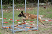 © Heeressportverein Krems-Mautern - Sektion Hundesport