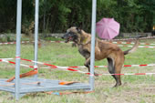 © Heeressportverein Krems-Mautern - Sektion Hundesport