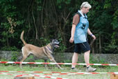 © Heeressportverein Krems-Mautern - Sektion Hundesport