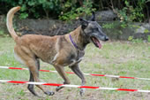 © Heeressportverein Krems-Mautern - Sektion Hundesport