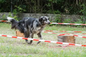 © Heeressportverein Krems-Mautern - Sektion Hundesport