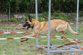 © Heeressportverein Krems-Mautern - Sektion Hundesport