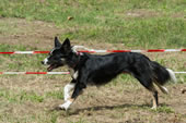 © Heeressportverein Krems-Mautern - Sektion Hundesport