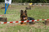 © Heeressportverein Krems-Mautern - Sektion Hundesport