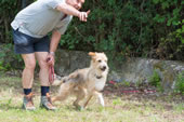 © Heeressportverein Krems-Mautern - Sektion Hundesport