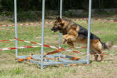 © Heeressportverein Krems-Mautern - Sektion Hundesport
