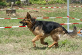 © Heeressportverein Krems-Mautern - Sektion Hundesport