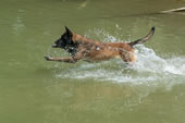 © Heeressportverein Krems-Mautern - Sektion Hundesport