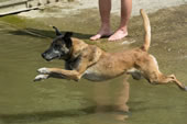 © Heeressportverein Krems-Mautern - Sektion Hundesport
