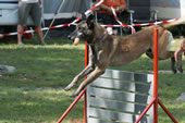 © Heeressportverein Krems-Mautern - Sektion Hundesport